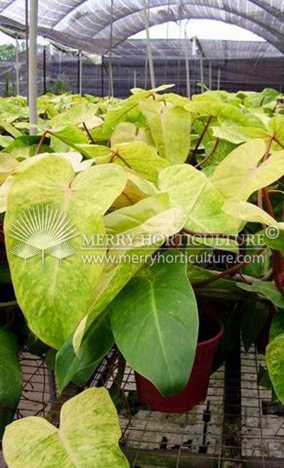 Philodendron Variegated spp